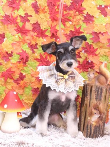 20241117音ちゃん